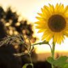 Die Sonnenblume - die Legende einer Blume