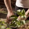 Ökotipp: Gärtnern ohne Pestizide