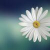 Poesie: Morgenwonne