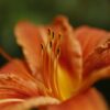 daylily-gb1bedd9c4_1280