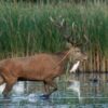Metamorphosen - Die Wildnis kehrt zurück in die Lausitz