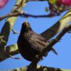 Poesie: Die Amseln haben Sonne getrunken