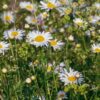 daisies-3396803_1280