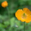 yellow-poppy-4295713_1280