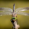 dragonfly-3456317_1280