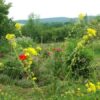 Geburt und Reproduktion