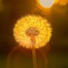 dandelion-2960121_1280