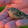 goldcrest-1051433_1280