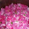 Destillat der Apothekerrose - Rosa Gallica Officinalis