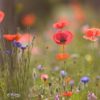 poppies-6465890_1280