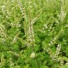 Mentha Spicata – Die Speer-Minze als Tee