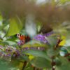 Lichtbild: Geheimnisvoller Garten
