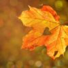 Der Herbst ist die Jahreszeit der Seele