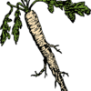 horseradish-32931_1280