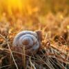 snail-2332463_1280