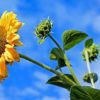sunflower-2663416_1280