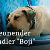 Boji - Hund unterwegs in Istanbul