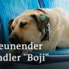 Boji - Hund unterwegs in Istanbul