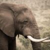 Elefanten ohne Stoßzähne