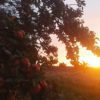 Trend: Wildness im Garten
