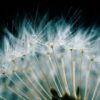 dandelion-ge0b3e446f_1280