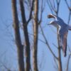 gull-g9cf1f08a3_1280