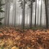 Lichtbild: November