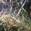 Lichtbild: Magische Spinnenweben