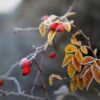 Poesie: November