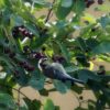 Die Felsenbirne. Eine Ökonomie der Fülle