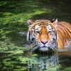 Das Jahr des Wasser Tigers beginnt
