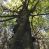 Der Feenbaum: Von magischen Bäumen und trockenen Sommern