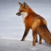 Medizin für die Seele: Der Fuchs