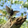 Der Gesang der Seele