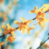 Sternennews: Frühlingserwachen