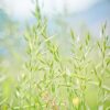 meadow-fescue-g3cb993229_1280