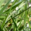 Lichtbild: Befriedung