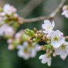 cherry-blossom-gffcefc8de_1280