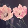 tulips-g00aac4eac_1280