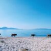 Lichtbild: Kühe am Strand