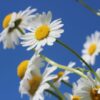 daisies-g696970501_1280