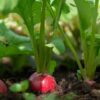 Verkanntes Grün: Radieschenblätter sind ein Super-Food