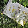 Eva-Liz Wuorio, Barbara Kingsolver, Mariana Leky und Anne Lamott