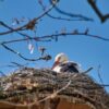 stork-g3f0e52cbc_1280