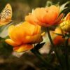 Poesie: Der Schmetterling ist in die Rose verliebt