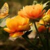 Poesie: Der Schmetterling ist in die Rose verliebt