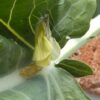Lichtbild: Schmetterling schlüpft