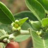 Ashwagandha – die Schlafbeere