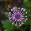 flower-g317e3c06b_1280