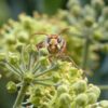 LIchtbild: Letztes Summen und Brummen